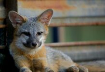 3-Week-Old Fox Loses Mom, Gets Adopted by a Dog and Cat