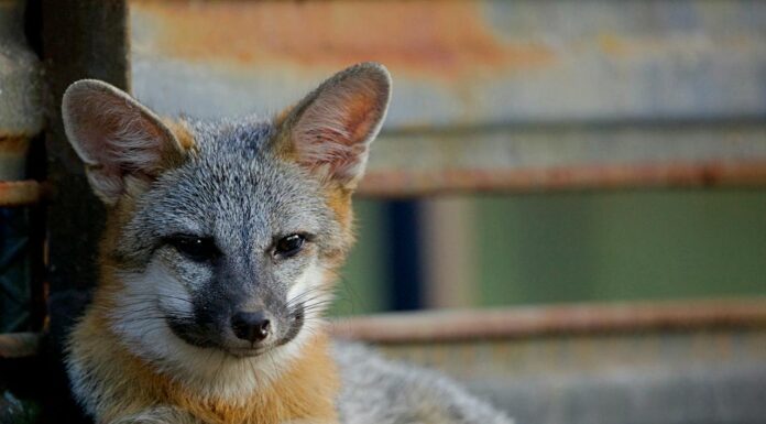 3-Week-Old Fox Loses Mom, Gets Adopted by a Dog and Cat