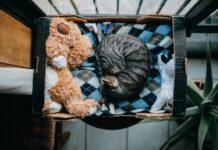 Rejected for Looks, This Cat Finds Love with a Woman Who Sees Its Beauty