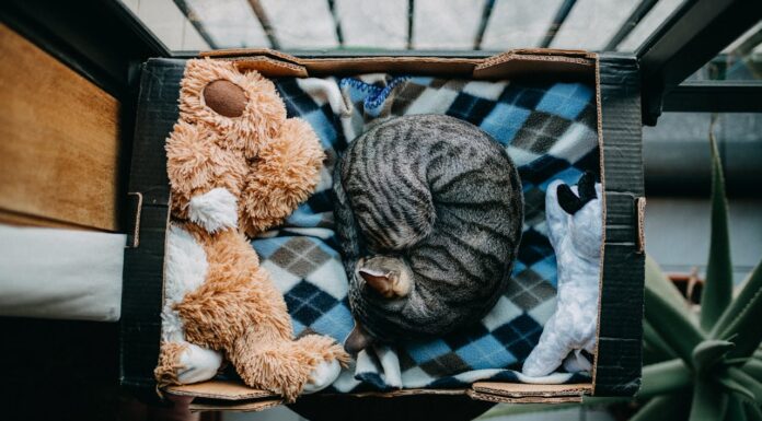 Rejected for Looks, This Cat Finds Love with a Woman Who Sees Its Beauty
