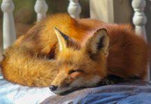 Have You Ever Seen a Fox Like This? Meet the Rare Melanistic Beauty