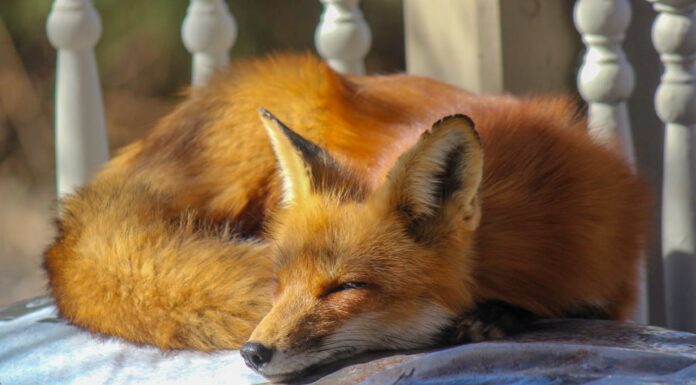 Have You Ever Seen a Fox Like This? Meet the Rare Melanistic Beauty