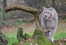Could This 40-Pound Lynx Be the Sweetest Big Cat Ever?