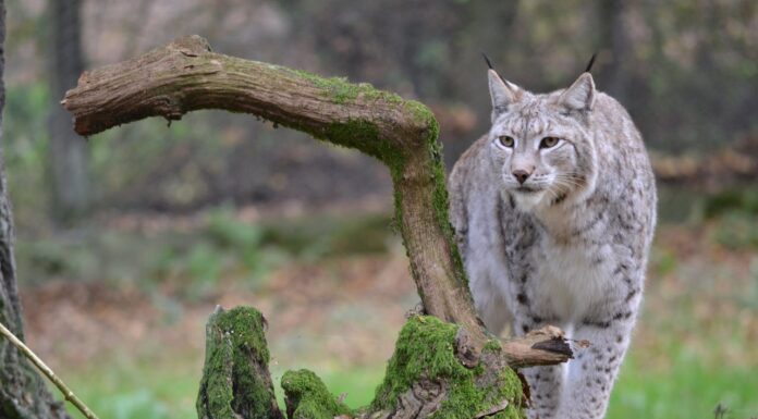 Could This 40-Pound Lynx Be the Sweetest Big Cat Ever?
