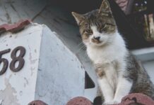 A Street Cat Who Stole Hearts Lives On as a Statue