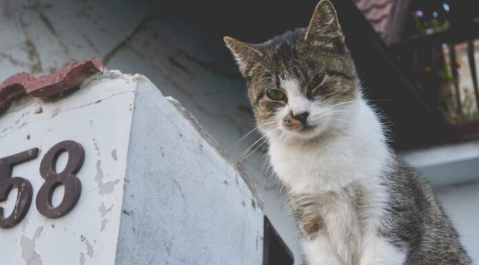 A Street Cat Who Stole Hearts Lives On as a Statue