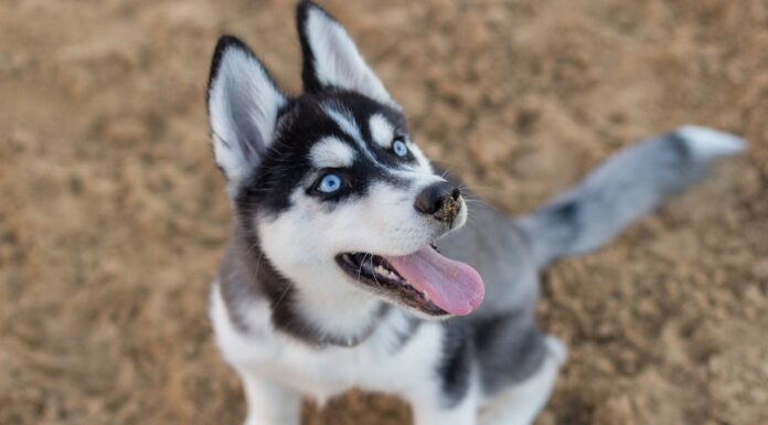 Paralyzed Husky Walks Again Thanks to His Determined Owner