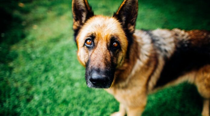 Is This the Cutest Dwarf Dog Ever? Meet Ranger, the German Shepherd!