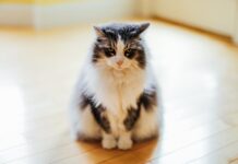 Ever Seen a Maine Coon That Looks Like a Lemur? Meet Richie!