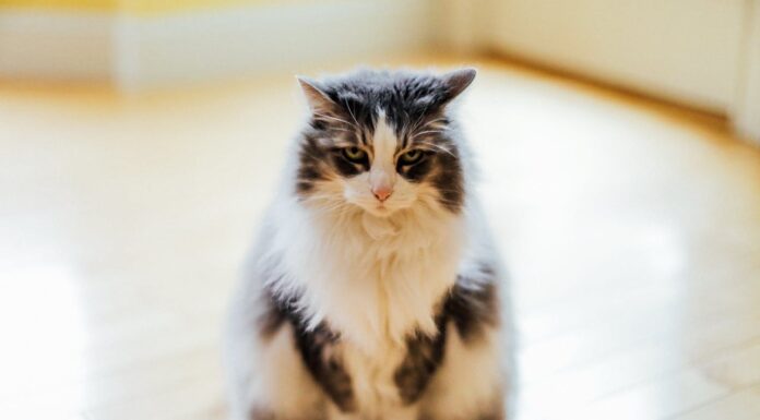 Ever Seen a Maine Coon That Looks Like a Lemur? Meet Richie!