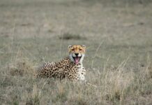 Heart-Stopping Moment: Photographer Meets a Cheetah in the Wild