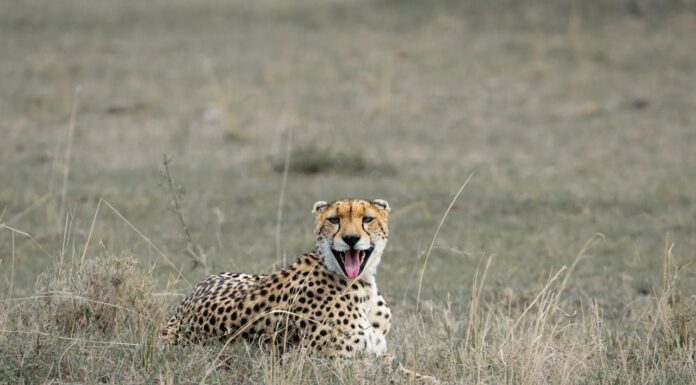 Heart-Stopping Moment: Photographer Meets a Cheetah in the Wild