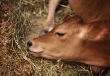You Won’t Believe How This Baby Cow Became Best Friends with a Tortoise