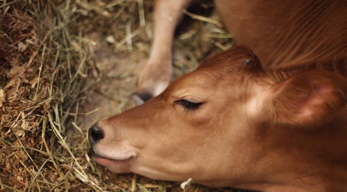 You Won’t Believe How This Baby Cow Became Best Friends with a Tortoise