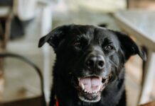 How Can One Puppy Have Such a Perfect Smile? Meet This Black Lab!