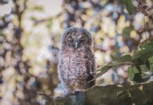 What Happens When a Baby Owl Meets a Cop? You’ve Got to See This!