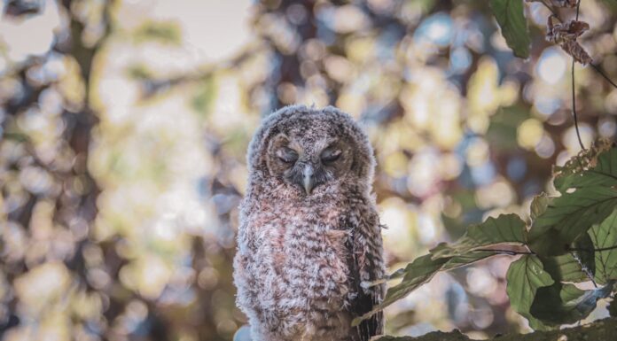 What Happens When a Baby Owl Meets a Cop? You’ve Got to See This!