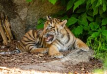 Tiger Cub Finds His Forever Friend in a Playful Puppy