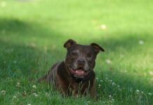You Won’t Believe the Touching Reunion of a Blind Dachshund and His Pitbull Pal