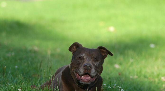 You Won’t Believe the Touching Reunion of a Blind Dachshund and His Pitbull Pal