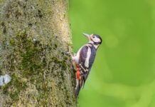 Did You See This? A Weasel Hitchhikes on a Woodpecker’s Back!