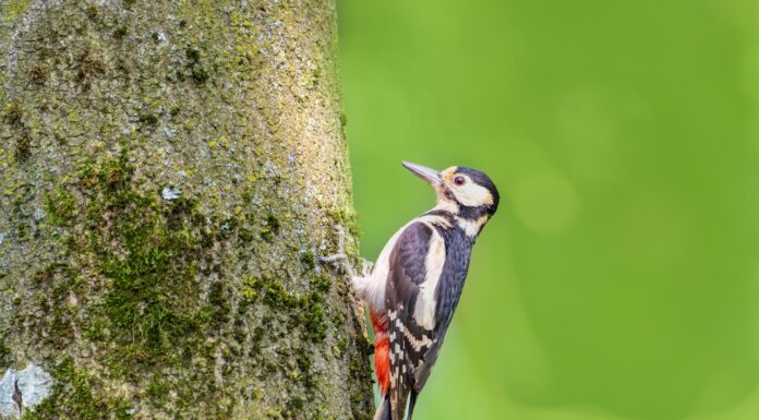 Did You See This? A Weasel Hitchhikes on a Woodpecker’s Back!