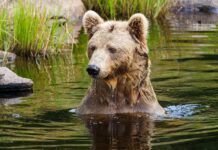At 24, This Grizzly Bear Became a Mother of Four—Incredible Story!