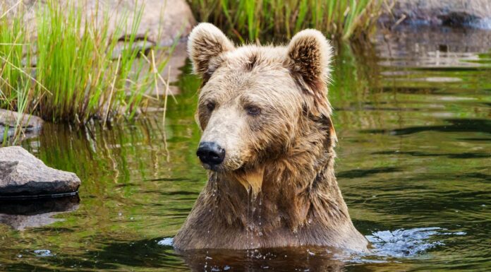 At 24, This Grizzly Bear Became a Mother of Four—Incredible Story!