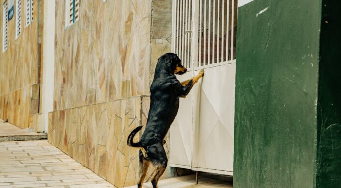 This Stray’s Call for Help Will Restore Your Faith in Humanity