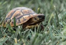 3 Decades Missing: The Turtle That Lived in an Attic