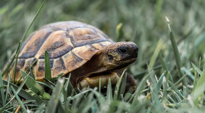 3 Decades Missing: The Turtle That Lived in an Attic