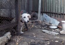 Rescue Mission Turns into Adoption for This Lucky Dog