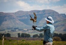 How One Alaskan Man Became the Favorite of Bald Eagles