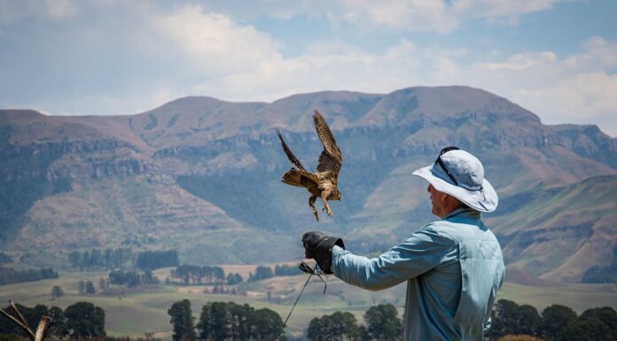 How One Alaskan Man Became the Favorite of Bald Eagles