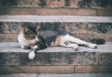 Nobody Wanted This Senior Cat—Until a Young Boy Came Along