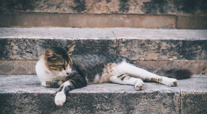 Nobody Wanted This Senior Cat—Until a Young Boy Came Along