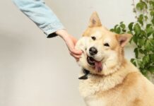 This UPS Driver Brightens His Day by Petting Every Dog He Meets on His Route