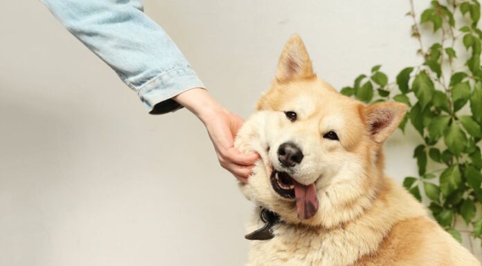 This UPS Driver Brightens His Day by Petting Every Dog He Meets on His Route