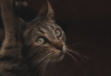 Why Does This Kitten Cry Every Time Its Owner Leaves?