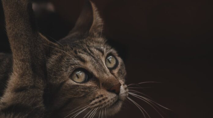 Why Does This Kitten Cry Every Time Its Owner Leaves?