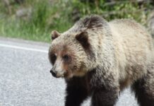 Why This Mother Bear Stopping Traffic Will Melt Your Heart