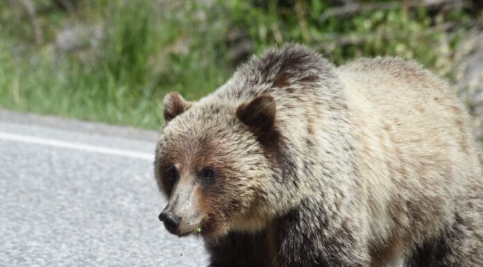 Why This Mother Bear Stopping Traffic Will Melt Your Heart