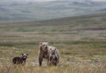 Why Are These Bear Cubs Holding Hands? Wait Until You See Their Mom!