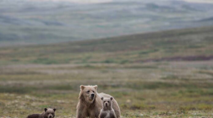 Why Are These Bear Cubs Holding Hands? Wait Until You See Their Mom!