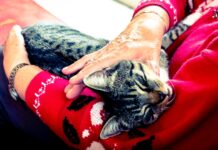 7 Older Pets Who Prove Love Doesn’t Age