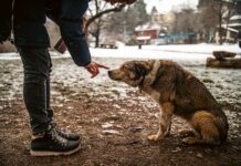 Why This Man Is Mexico City’s Guardian Angel for Strays?