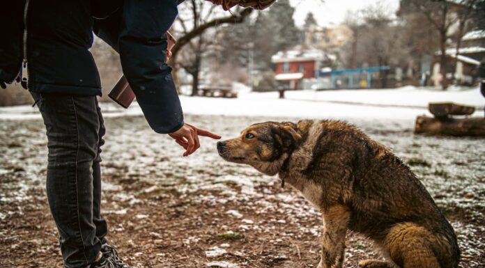 Why This Man Is Mexico City’s Guardian Angel for Strays?