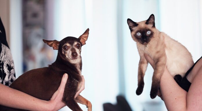 9 Times Pets Proved Two Are Better Than One