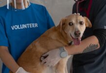 Dog Who Couldn’t Stop “Stealing” a Unicorn Plush Finds a Home