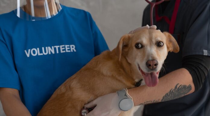 Dog Who Couldn’t Stop “Stealing” a Unicorn Plush Finds a Home